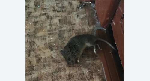 Дезинфекция от мышей на Богородском города Москвы